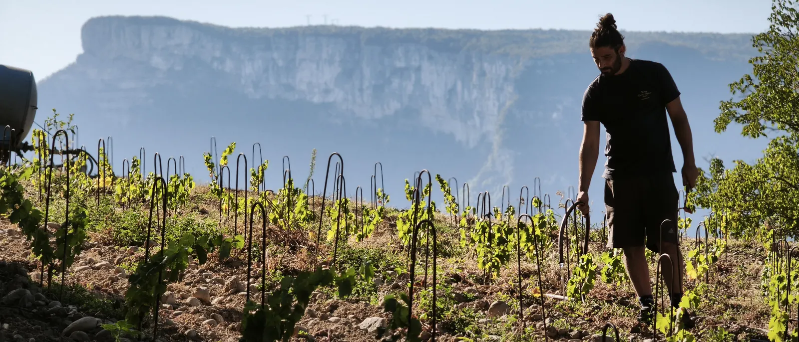 Coteaux viticoles de Vourey dans le pays voironnais
