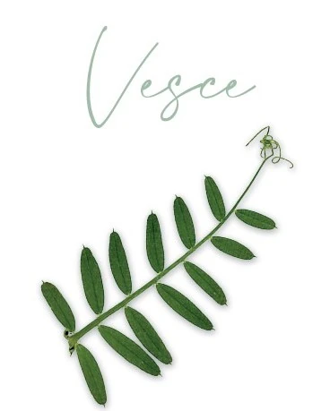 Étiquette de la cuvée Vesce 2025 des Mauvaises Herbes